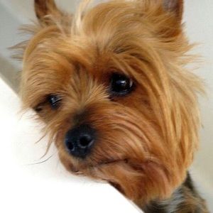 Meet your Posher, Sherry